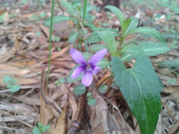  p> b>羊角子草 /b>(学名: i>cynanchum cathayense /i>)为萝藦科 a