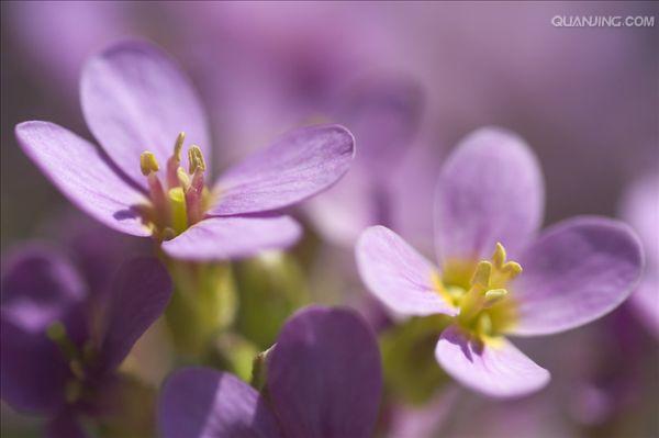 是十字花科,芸苔属一年生 a href="#">草本 /a>植物,高可达150厘米