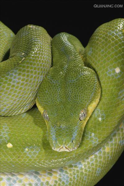 morelia viridis