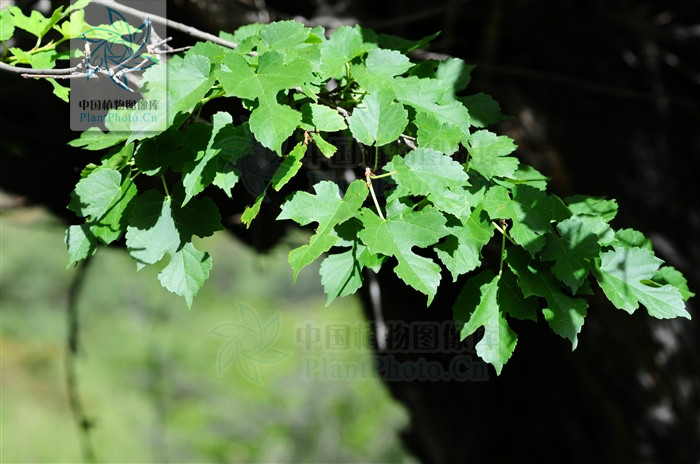  p>蒙桑(学名: i>morus mongolica /i> (bur.) schneid.