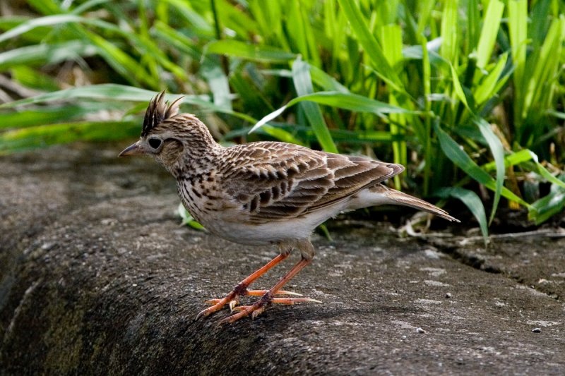 小云雀海南亚种