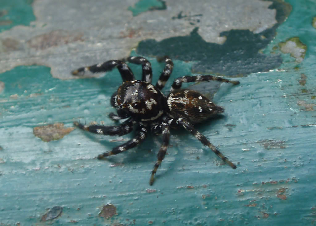  p>波氏跳蛛,为蛛形目, a href="#">跳蛛科 /a>.