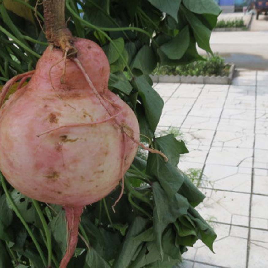  p>豆薯属(学名: i>pachyrhizus&nbsp;rich /i>. ex dc.