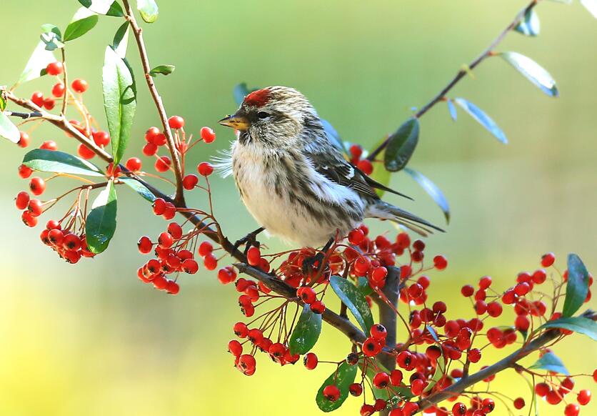  p>红顶雀, a href="#" data-lemmaid="3516708">脊索动物门 /a>, a