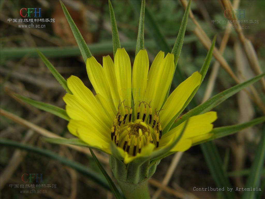 是菊科,婆罗门参属二年生 a target="_blank" href="/item/草本">