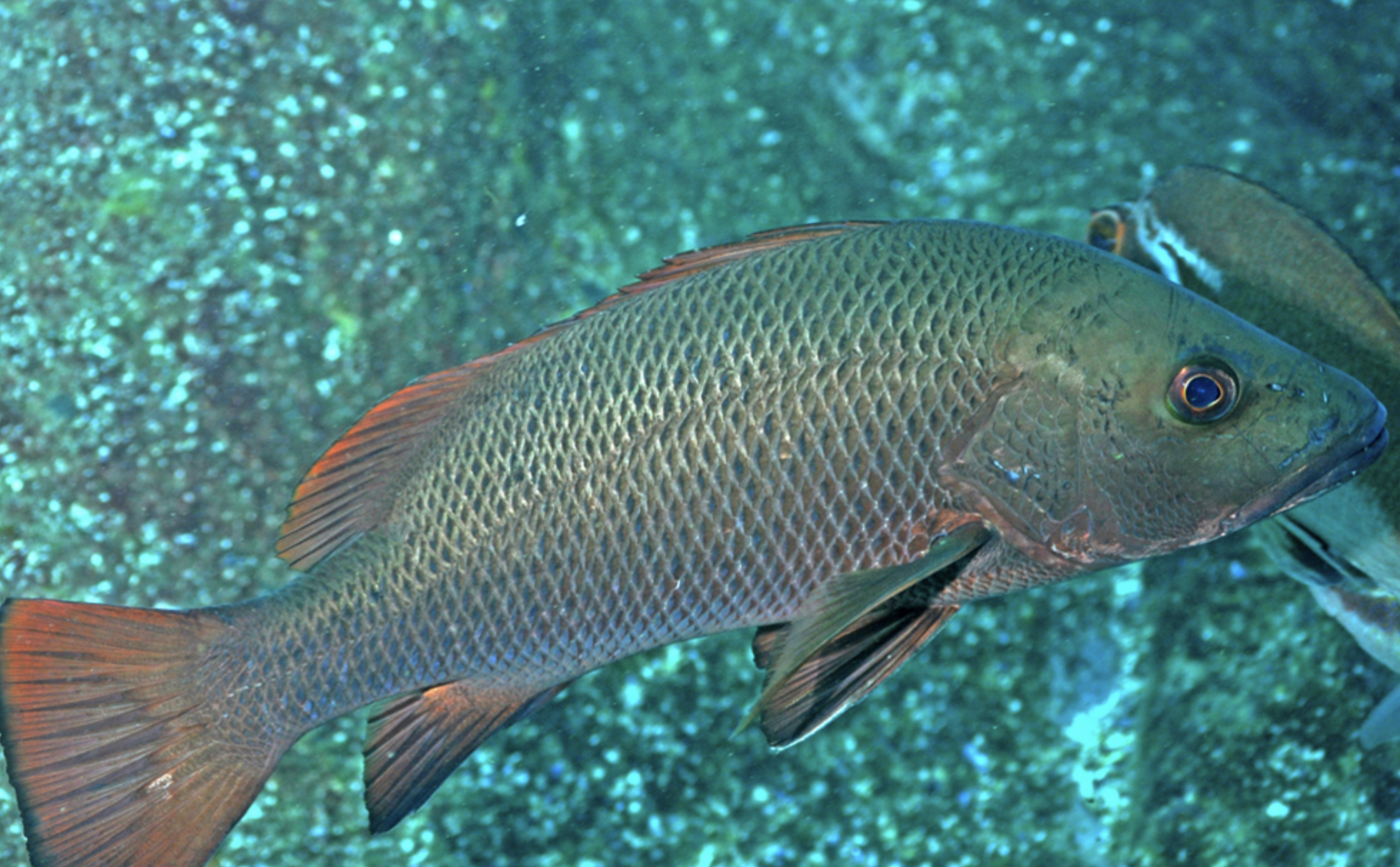  p>紫红笛鲷(学名 i> /i>: i>lutjanus argentimaculatus /i>)是笛鲷