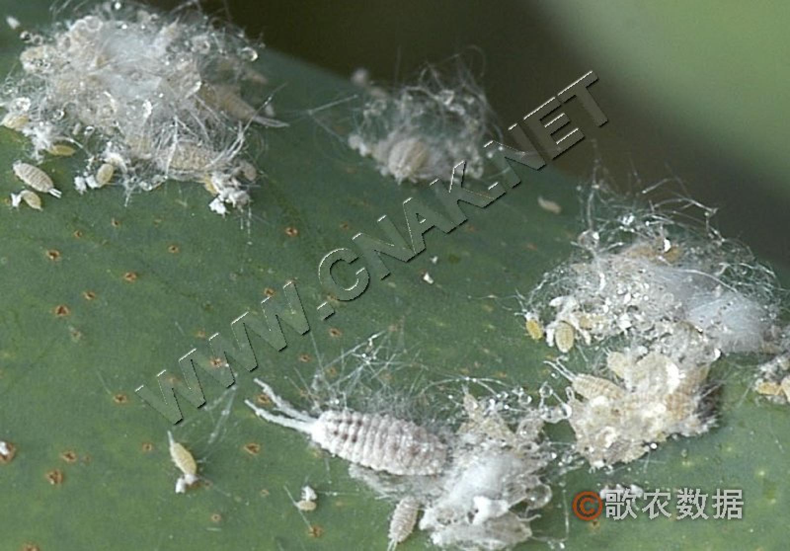  p>康氏粉蚧, i>pseudococcus comstocki /i> kuwana,为同翅目