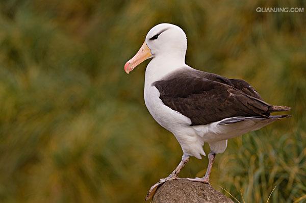 black-browed albatross