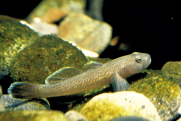  p>池沼浮游生物,是浅小的淡水域池沼的浮游生物.分布在干涸的池沼.