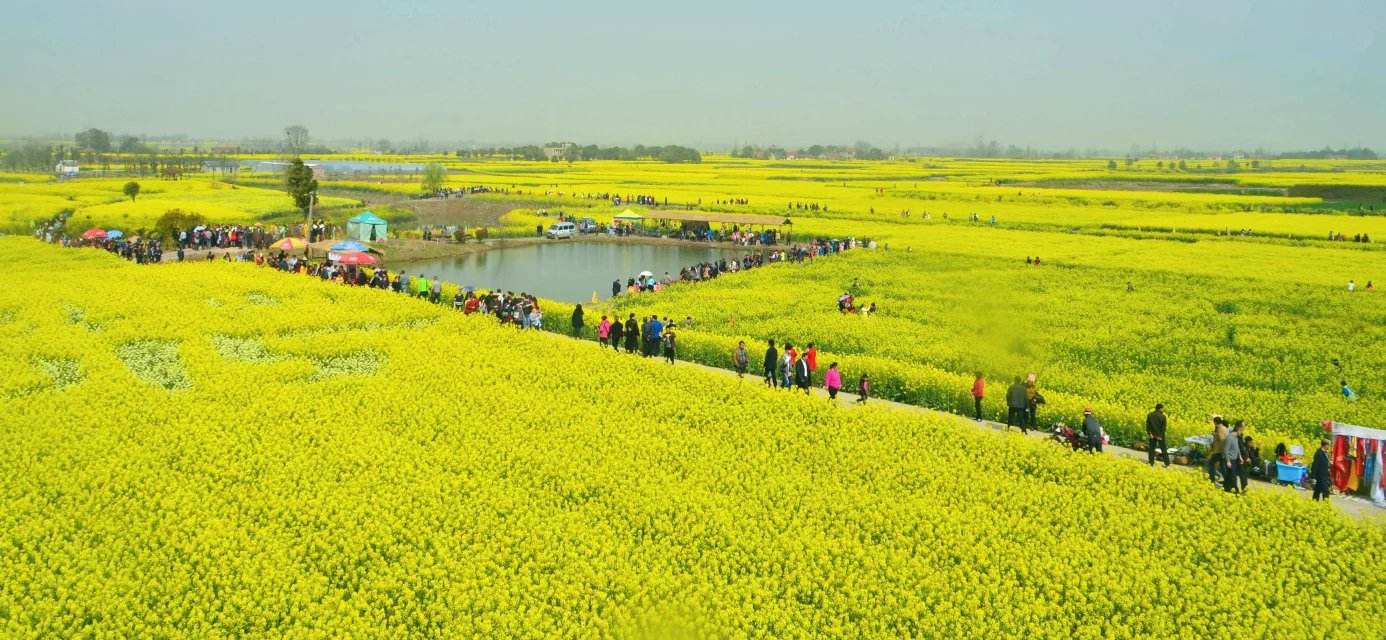 荆门油菜花节
