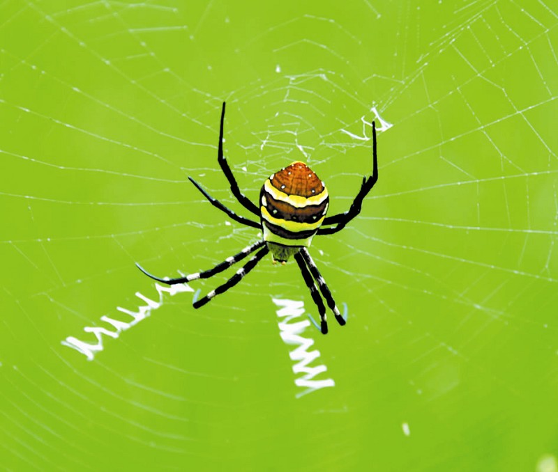 条纹蜘蛛