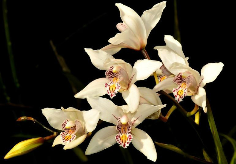 i> rolfe):地生或 a target="_blank" href="/item/附生植物/9883511"