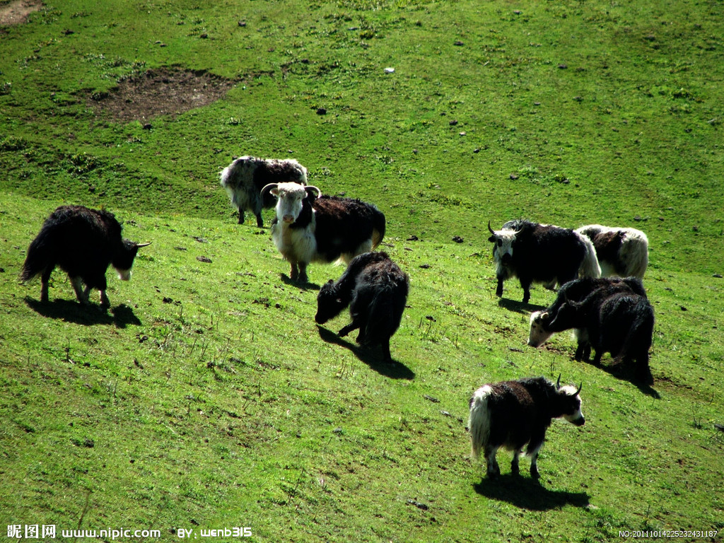 牦牛(学名:bos mutus或bos grunniens,英文名称:wild yak)