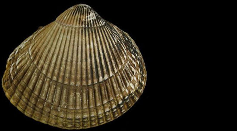 加利福尼亚扁鸟蛤