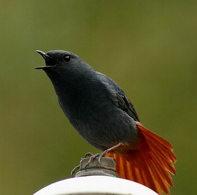  p>红尾水鸲(学名: i>rhyacornis fuliginosus /i>)是鸫科水鸲属的