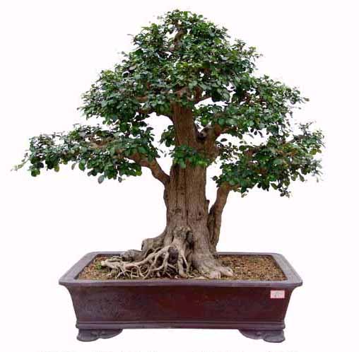  p>博兰,学名 ponamella pragiliagagnep,系大戟科.