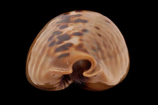  p>鼠宝螺(学名:muracypraea mus mus)是 a tar