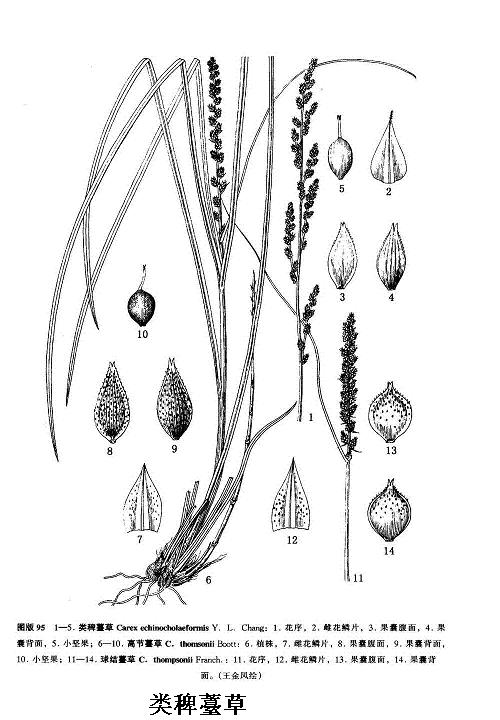 carex echinochloaeformis y. l. chang et y. l. yang