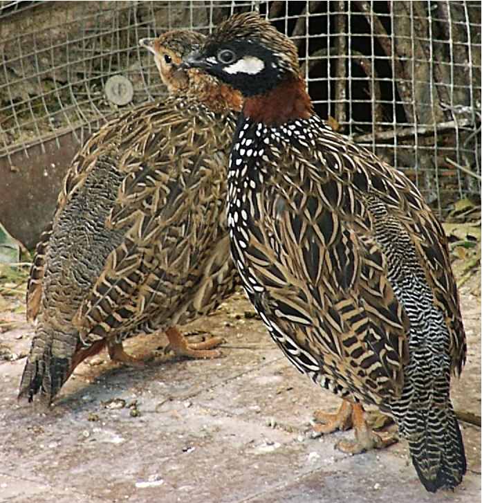  p>黑鹧鸪是鸟类的一种.