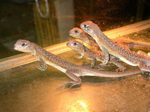  p>蜡皮蜥(学名: i>leiolepis reevesii /i>)是鬣蜥科,蜡皮蜥属爬行