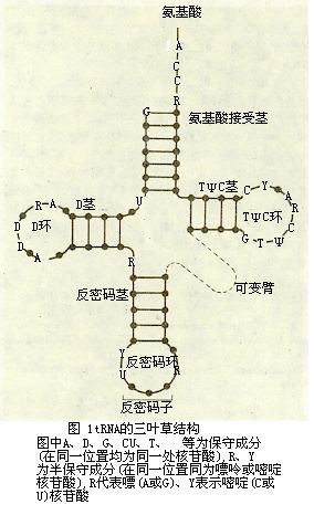 transfer ribonucleic acidtrna