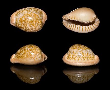  p>黄玉宝螺(学名:cypraeovula fuscorubra fusco