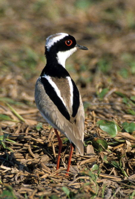  p>斑麦鸡(学名:vanellus cayanus)属于中型 a target="_blank" href=