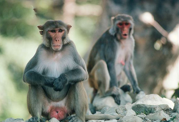 主要特征是尾短,具 a target="_blank" href="/item/颊囊/3036476"