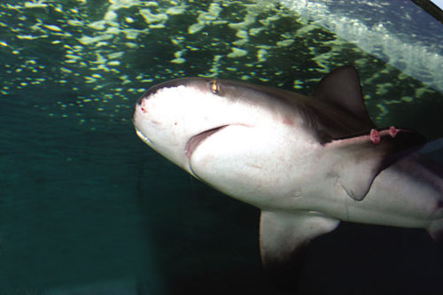 鲨,体型较小,身体较其它 a target="_blank" href="/item/鲨鱼/40174"