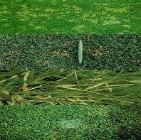 币斑病发生在北美,欧洲,亚洲和澳洲等世界范围内的绝大多数草坪草上