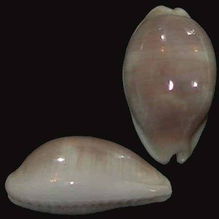  p>银丝宝螺(学名: i>palmadusta clandestina /i>):头部发达呈筒状而