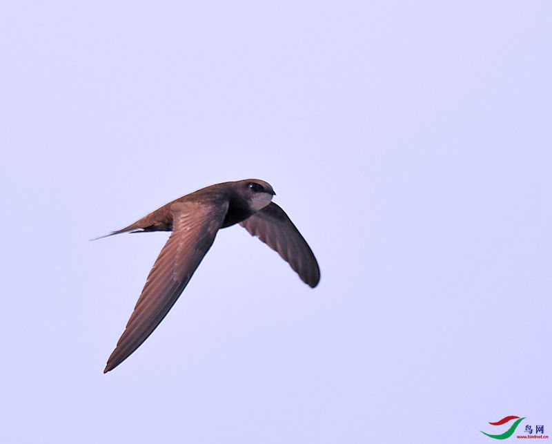  p>雨燕科(学名apodidae)通称雨燕,在 a target="_blank" href="/item