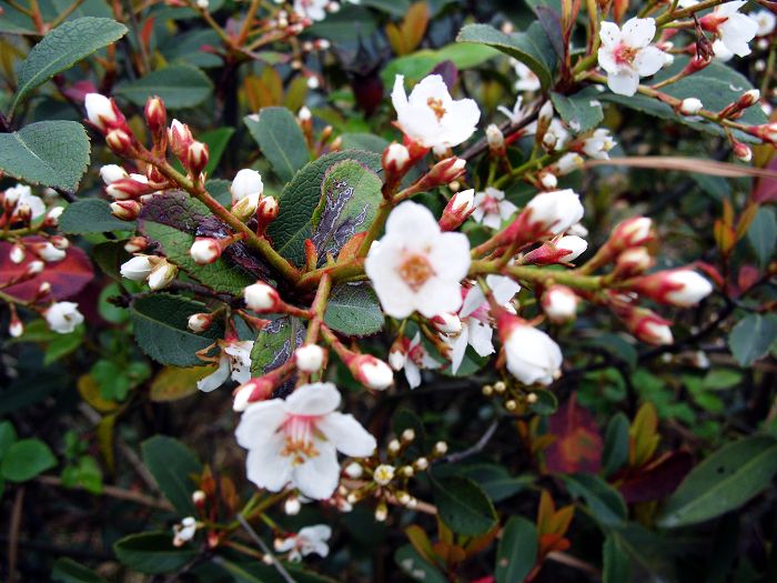  p>广东乌饭(学名:vaccinium guangdongense fang et z. h.