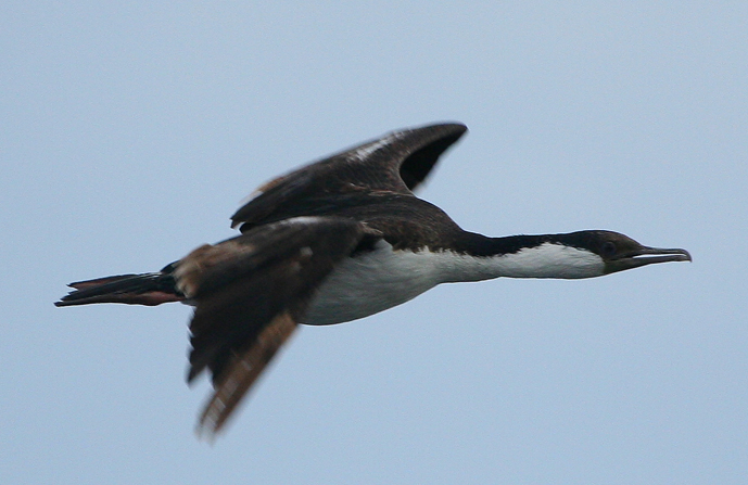 phalacrocorax atriceps