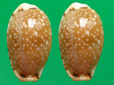  p>梨皮宝螺(学名:erosaria labrolineata labro