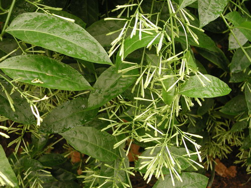  p>夜香树,又叫 a href="#" data-lemmaid="16210">夜来香 /a>,夜香花