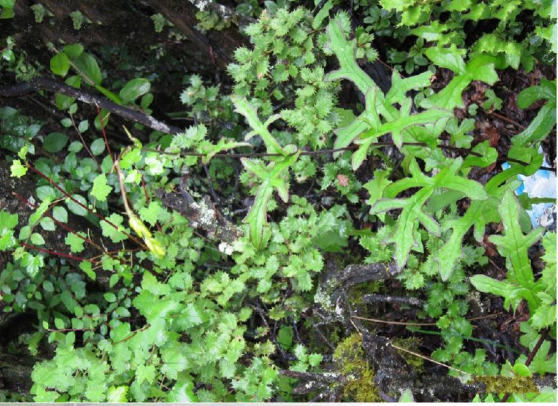  p> b>轮叶蟹甲草 /b>(学名: b> i>parasenecio cyclotus /i> /b>)是