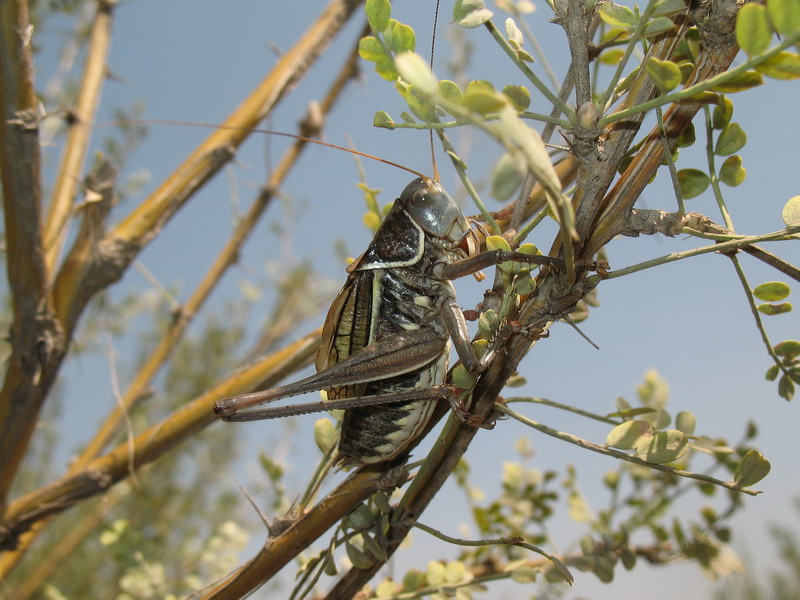  p>优雅蝈螽(学名:gampsocleis gratiosa)又称 a href="#" data-lemma