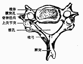 vertebral arch 是弓形骨板,紧连椎体的缩窄部分,称椎弓根