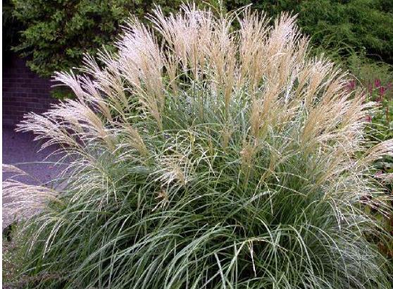  p> b> a href="#" data-lemmaid="10320818">芒草 /a> /b>(学名