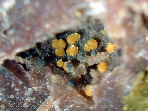  p>铁铀云母(bassetite)属于 a href="#" data-lemmaid="1685656">单