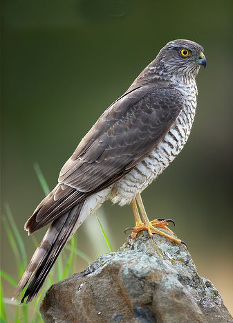 eurasian sparrowhawk