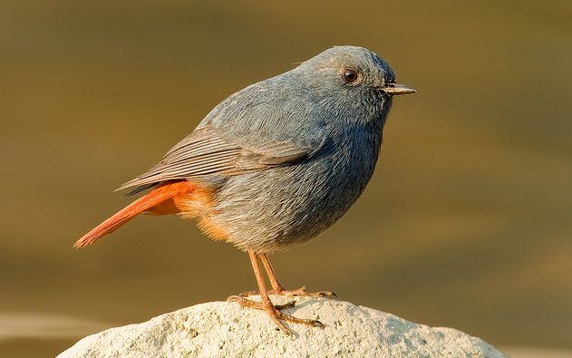  p>红尾水鸲(学名: i>rhyacornis fuliginosus /i>)是鸫科水鸲属的