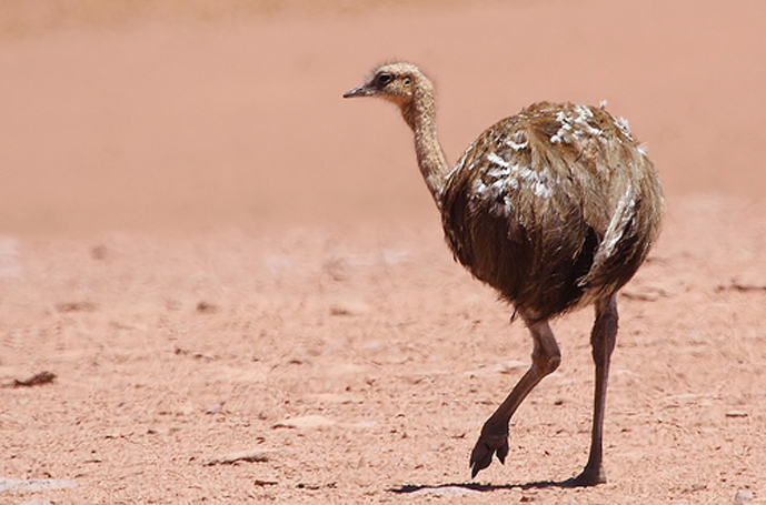 (学名:pterocnemia pennata tarapacensis)美洲鸵鸟目美洲鸵鸟科的 a