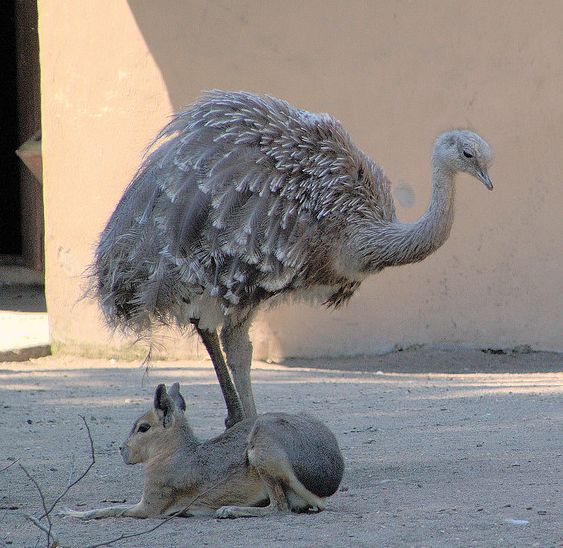  i>rhea pennata /i>)是美洲鸵鸟目美洲鸵鸟科的 a target="_blank"