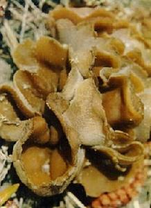  p>泡质盘菌, i>peziza vesicalosa /i> bull.:fr.