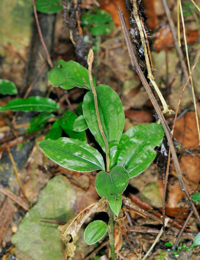 erythrodes blumei (lindl.) schltr.