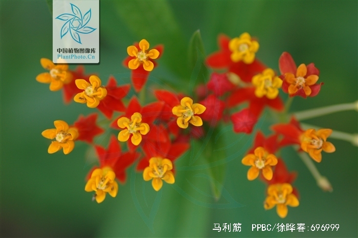  p>马利筋(学名: i>asclepias curassavica /i> b>  /b>l.