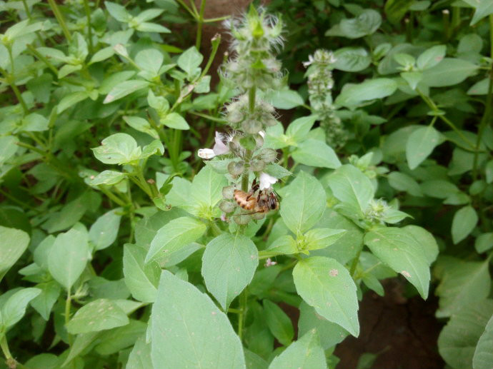  p>疏柔毛罗勒(学名: i>ocimum basilicum /i> var.