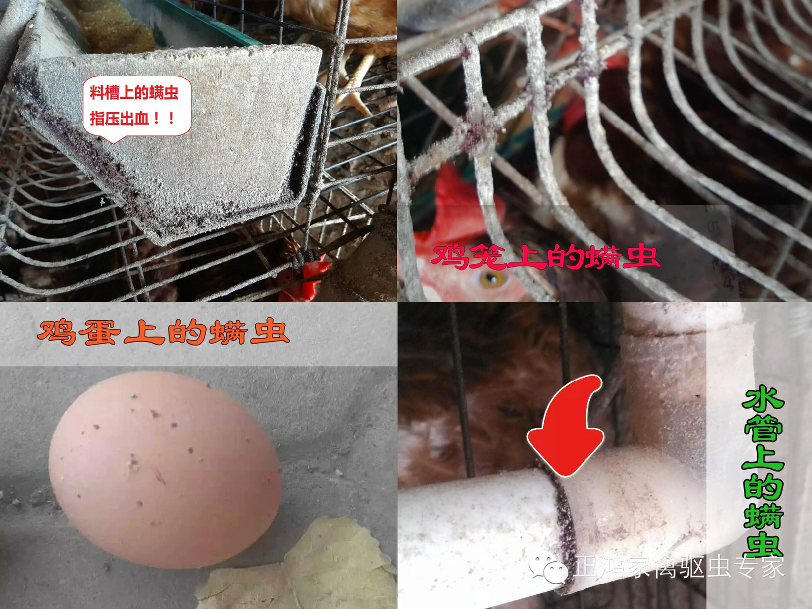  p data-id="gnbq8kfn7j">鸡螨虫, i>dermanyssus gallinae /i>,属 a